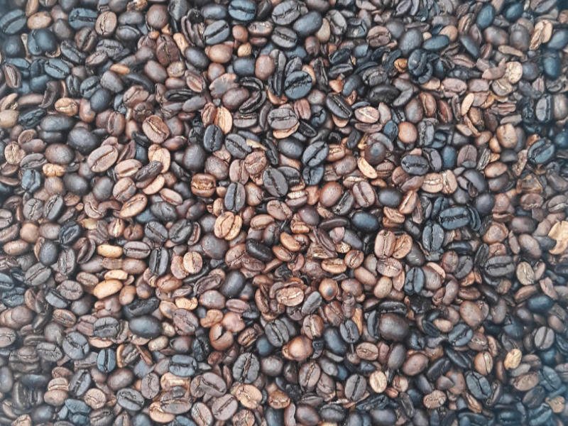 Geoogste koffiebonen, klaar voor verwerking.