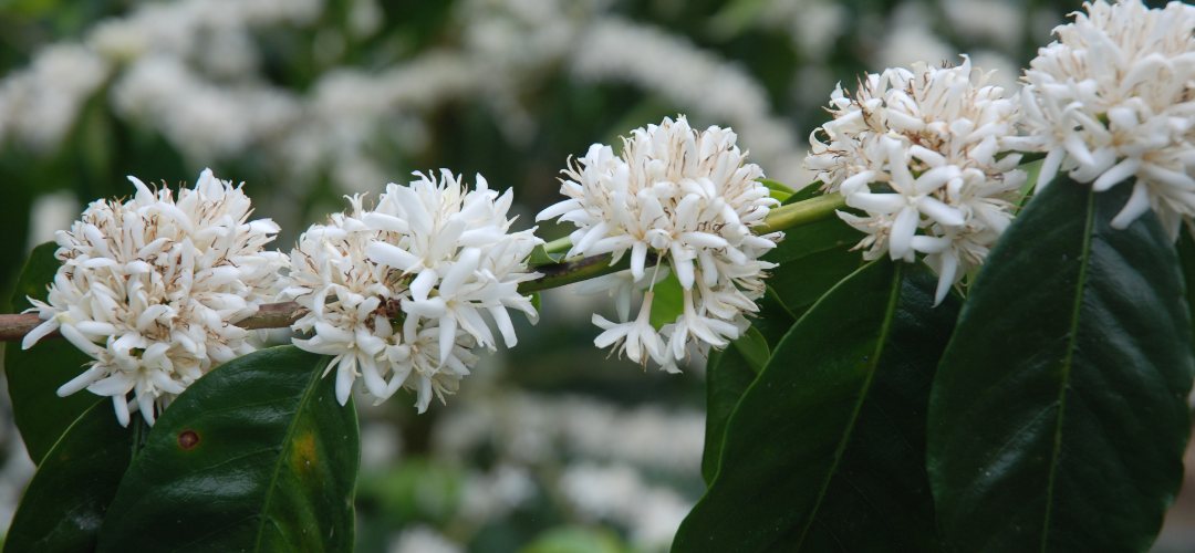 Witte bloesems aan een koffieplant.